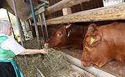 die Pinzgauer Weide Ochsen wachsen im Hof und auf den Wiesen hinter dem Landgasthof Vogelsang auf (©Foto: Martin Schmitz)